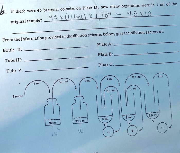 6. If there were 45 bacterial colonies on Plate D, how many organisms were in 1 ml of the original sample? 45 x (1/1 mL) x 1/10^-7 = 4.5 x 10^8

From the information provided in the dilution scheme below, give the dilution factors of:
Bottle II:
Tube III:
Tube V:
Plate A:
Plate B:
Plate C: