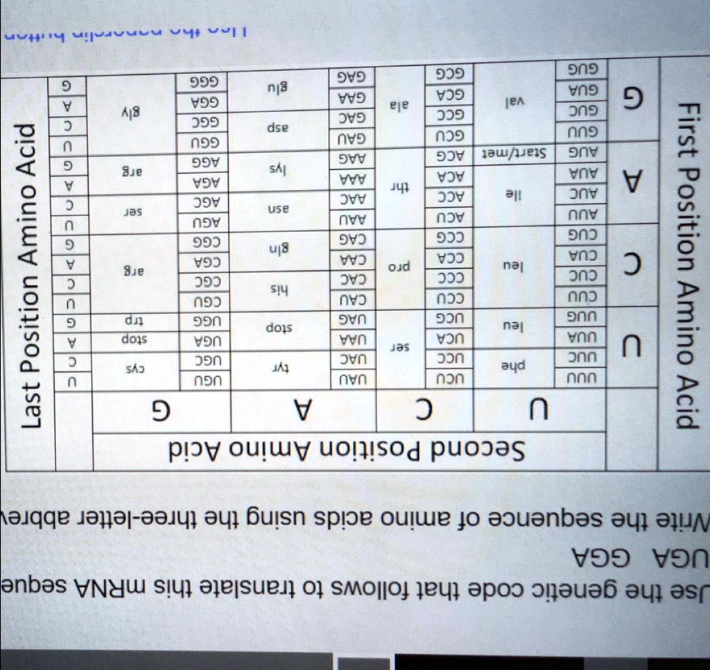 Use the genetic code that follows to translate this mRNA sequence
UGA GGA
Write the sequence of amino acids using the three-letter abbreviation
First Position Amino Acid
Second Position Amino Acid
Last Position Amino Acid
U
C
A
G
U
UUU phe
UCU ser
UAU tyr
UGU cys
U
C
UUC
UCC
UAC
UGC
C
A
UUA leu
UCA
UAA stop
UGA stop
A
G
UUG
UCG
UAG stop
UGG trp
G
C
CUU leu
CCU pro
CAU his
CGU arg
U
C
CUC
CCC
CAC
CGC
C
A
CUA
CCA
CAA gln
CGA
A
G
CUG
CCG
CAG
CGG
G
A
AUU ile
ACU thr
AAU asn
AGU ser
U
C
AUC
ACC
AAC
AGC
C
A
AUA
ACA
AAA lys
AGA arg
A
G
AUG Start/met
ACG
AAG
AGG
G
G
GUU val
GCU ala
GAU asp
GGU gly
U
C
GUC
GCC
GAC
GGC
C
A
GUA
GCA
GAA glu
GGA
A
G
GUG
GCG
GAG
GGG
G