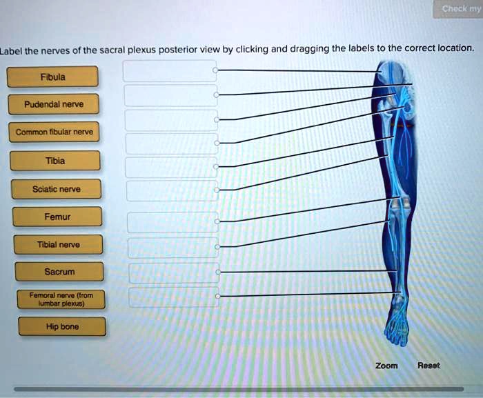 SOLVED: Check my label the nerves of the sacral plexus posterior view ...