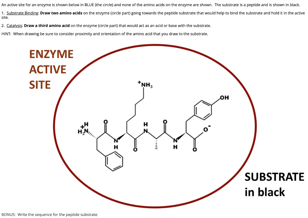 Solved An Active Site For An Enzyme Is Shown Below In Blue The Circle And None Of The Amino