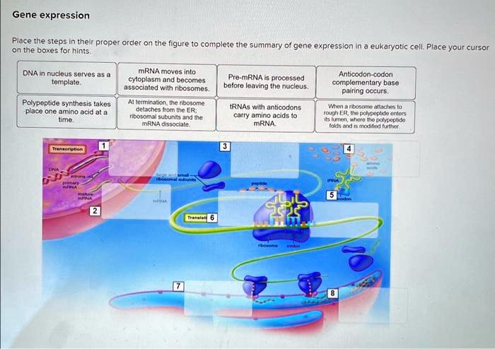 SOLVED: Texts: Gene expression Place the steps in their proper order on ...