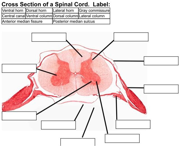 SOLVED Cross Section of a Spinal Cord. Label Ventral horn, Dorsal
