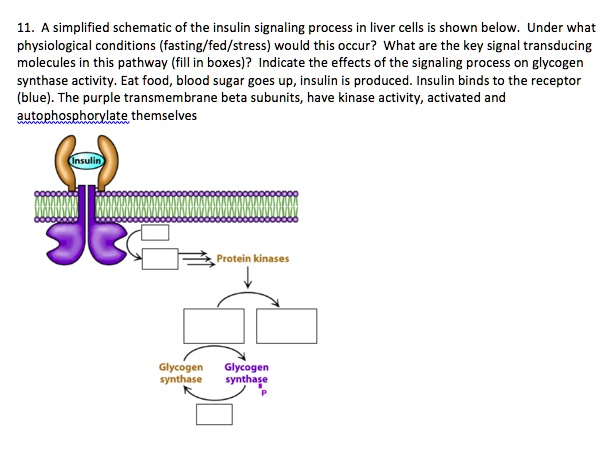 SOLVED:simplified schematic of the insulin signaling process liver ...