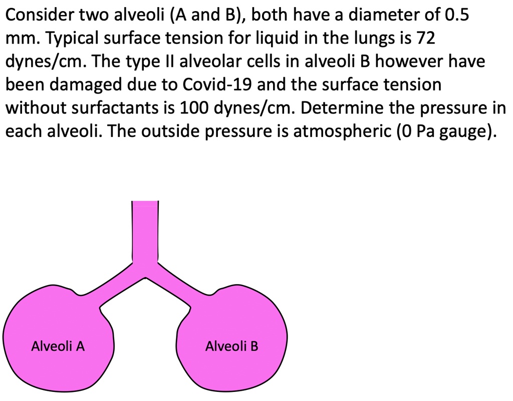 SOLVED Consider two alveoli (A and B), both have a diameter of 0.5 mm