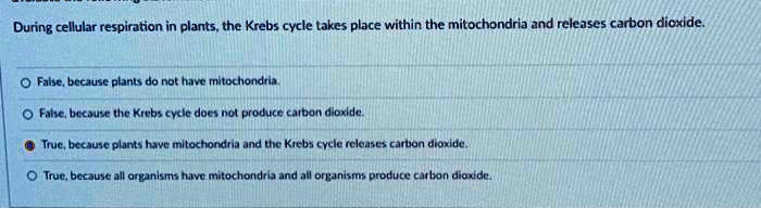 During cellular respiration in plants, the Krebs cycle takes place within the mitochondria and releases carbon dioxide.

False, because plants do not have mitochondria.
False, because the Krebs cycle does not produce carbon dioxide.
True, because plants have mitochondria and the Krebs cycle releases carbon dioxide.
True, because all organisms have mitochondria and all organisms produce carbon dioxide.
