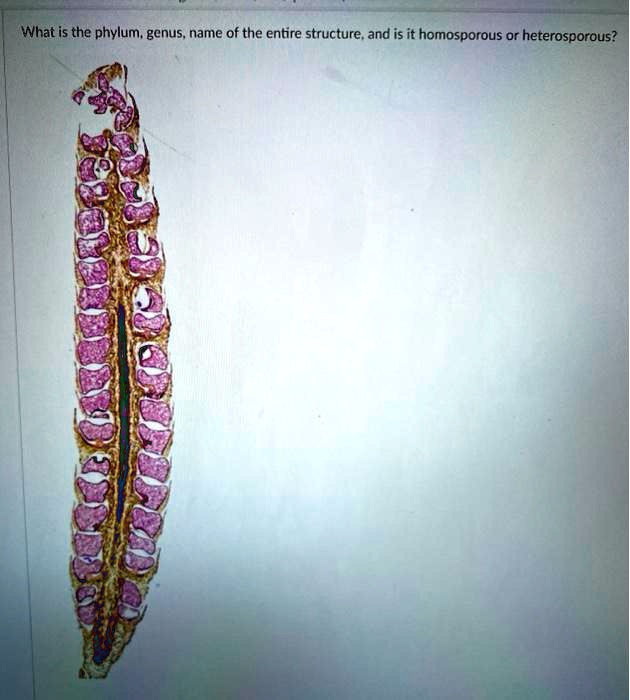 What is the phylum, genus, name of the entire structure, and is it homosporous or heterosporous?