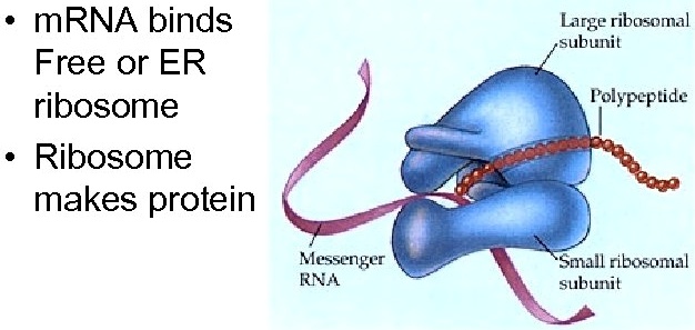 • mRNA binds Free or ER ribosome
• Ribosome makes protein
Large ribosomal subunit
Polypeptide
Messenger RNA
Small ribosomal subunit