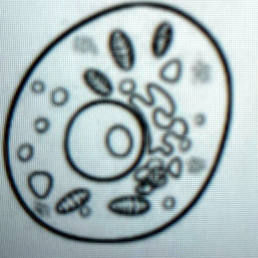 SOLVED: 'WILL MARK BRAINLYEST 10. A student was observing a cell under a  microscope. She claimed the cell she was studying was an animal cell. Below  is her drawing of the cell
