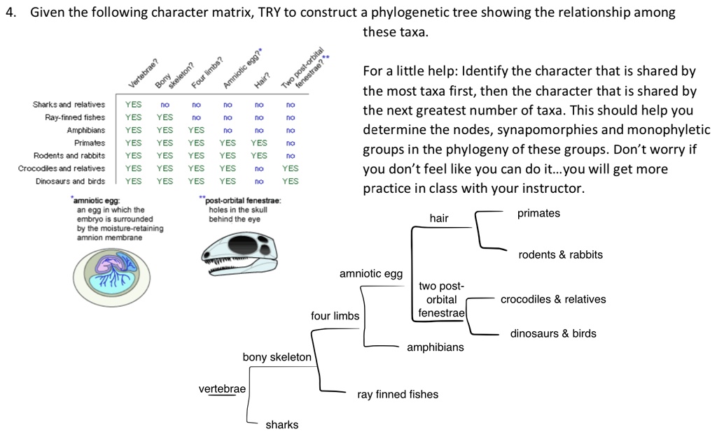 4. Given the following character matrix, TRY to construct a phylogenetic tree showing the relationship among these taxa.

Vertebrae?
Bony skeleton?
Four limbs?
Amniotic egg?*
Hair?
Two post-orbital fenestrae?**

Sharks and relatives YES no no no no no
Ray-finned fishes YES YES no no no no
Amphibians YES YES YES no no no
Primates YES YES YES YES YES no
Rodents and rabbits YES YES YES YES YES no
Crocodiles and relatives YES YES YES YES no YES
Dinosaurs and birds YES YES YES YES no YES

*amniotic egg:
an egg in which the embryo is surrounded by the moisture-retaining amnion membrane

**post-orbital fenestrae:
holes in the skull behind the eye

For a little help: Identify the character that is shared by the most taxa first, then the character that is shared by the next greatest number of taxa. This should help you determine the nodes, synapomorphies and monophyletic groups in the phylogeny of these groups. Don't worry if you don't feel like you can do it...you will get more practice in class with your instructor.

hair
primates
rodents     rabbits
amniotic egg
two post-orbital fenestrae
crocodiles     relatives
dinosaurs     birds
amphibians
four limbs
bony skeleton
ray finned fishes
vertebrae
sharks