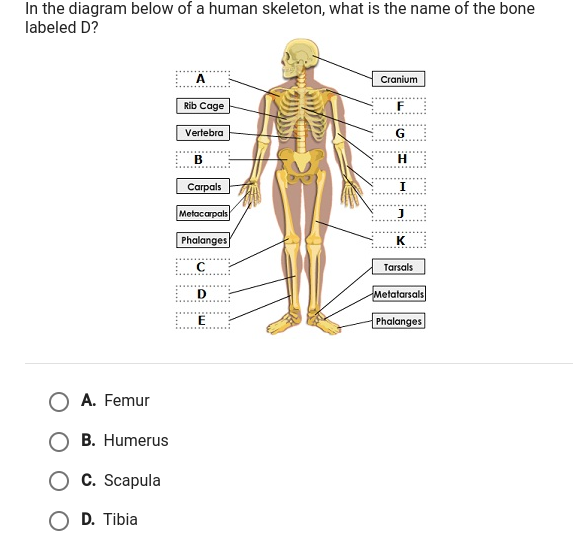 In the diagram below of a human skeleton, what is the name of the bone ...