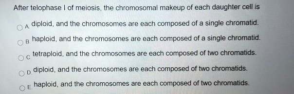 After telophase I of meiosis, the chromosomal makeup of each daughter cell is
A. diploid, and the chromosomes are each composed of a single chromatid.
B. haploid, and the chromosomes are each composed of a single chromatid.
C. tetraploid, and the chromosomes are each composed of two chromatids.
D. diploid, and the chromosomes are each composed of two chromatids.
E. haploid, and the chromosomes are each composed of two chromatids.