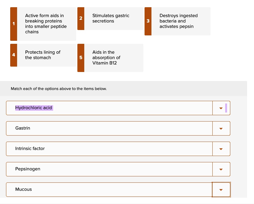 SOLVED Match each gastric secretion with the correct function Active