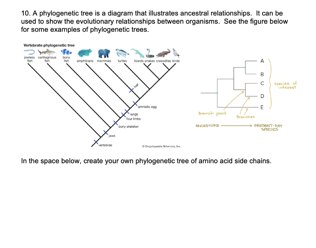 Solved: 10. A Phylogenetic Tree Is A Diagram That Illustrates Ancestral 