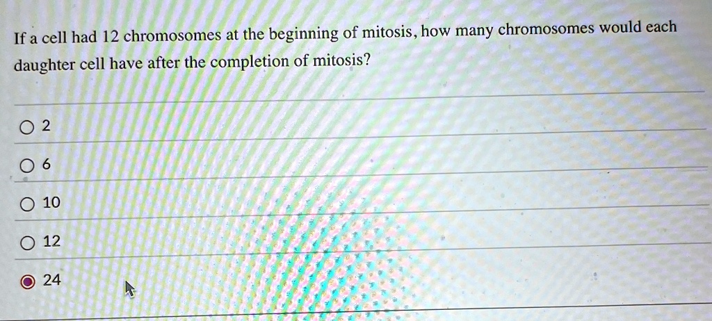 If a cell had 12 chromosomes at the beginning of mitosis, how many