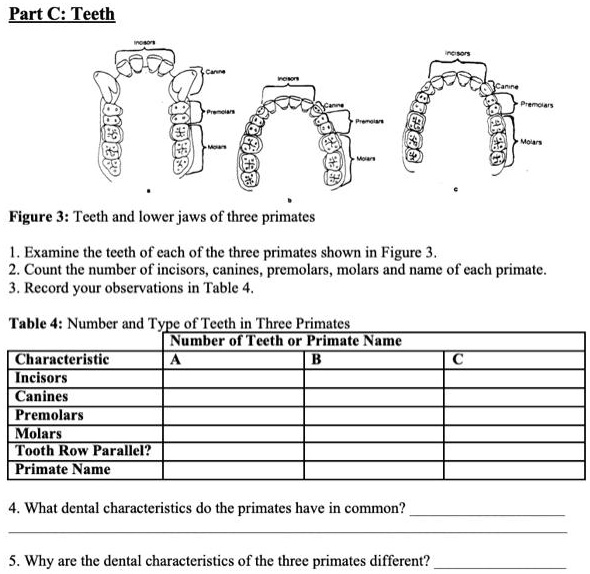 part c teeth figure 3 teeth and lower jaws of three primates examine