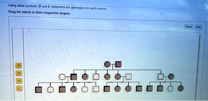 Using Allele Symbols B And Determine The Genotypes Fo… - SolvedLib