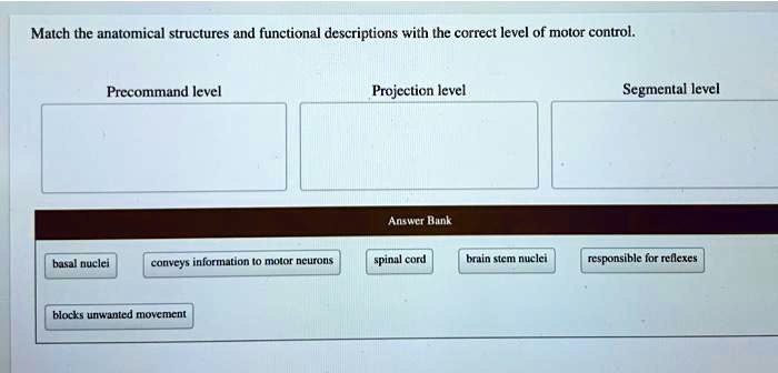 SOLVED:Match the anatomical structures and functional descriptions with ...