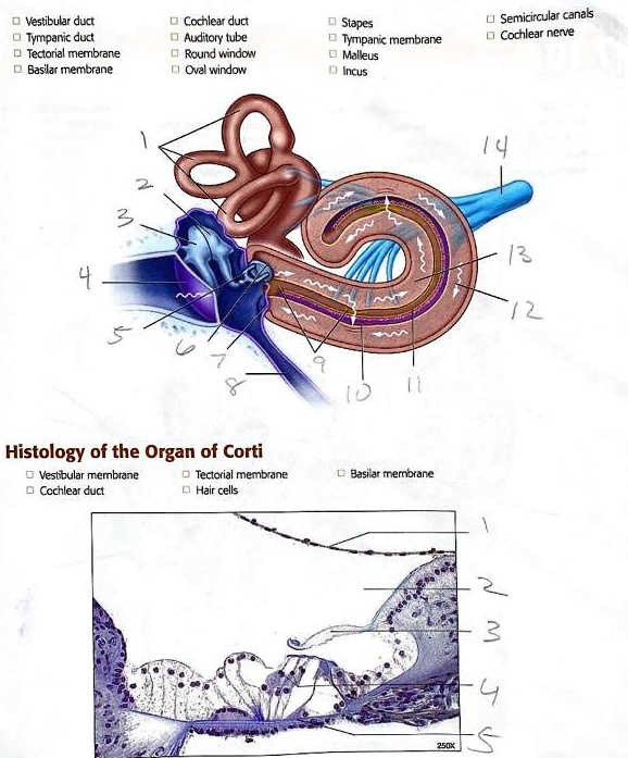 label and use terms Vestibular duct Tympanic duct Tectorial membrane ...