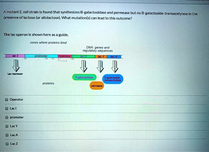 A mutant E. coli strain is found that synthesizes B-galactosidase and permease but no B-galactoside-transacetylase in the presence of lactose (or allolactose). What mutation(s) can lead to this outcome?

The lac operon is shown here as a guide.
zones where proteins bind
DNA: genes and regulatory sequences
lac I
promoter
operator
lac Z
lac Y
lac A
Lac repressor
proteins
B-galactosidase
permease
B-galactoside-transacetylase
Operator
Lac I
promoter
Lac Y
Lac A
Lac Z
