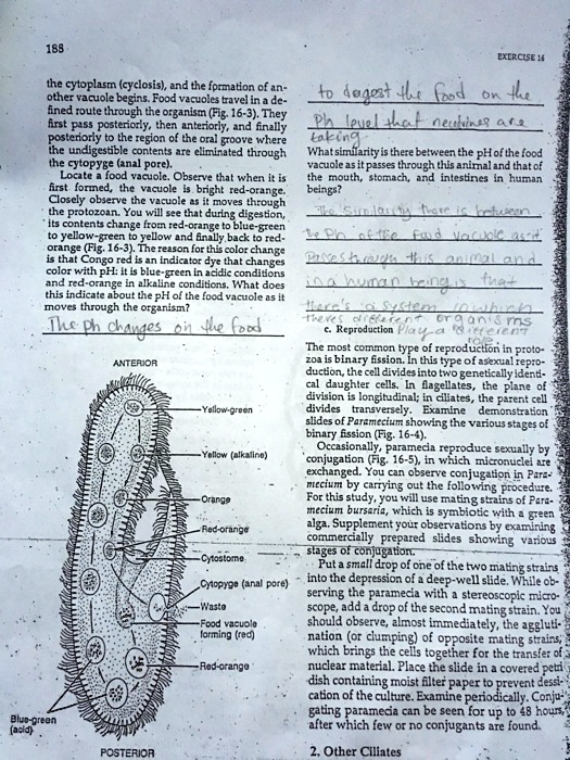 the cytoplasm (cyclosis), and the formation of another vacuole begins. Food vacuoles travel in a defined route through the organism (Fig. 16-3). They first pass posteriorly, then anteriorly, and finally posteriorly to the region of the oral groove where the undigestible contents are eliminated through the cytopyge (anal pore). Locate a food vacuole. Observe that when it is first formed, the vacuole is bright red-orange. Closely observe the vacuole as it moves through the protozoan. You will see that during digestion, its contents change from red-orange to blue-green to yellow-green to yellow and finally back to red-orange (Fig. 16-3). The reason for this color change is that Congo red is an indicator dye that changes color with pH: it is blue-green in acidic conditions and red-orange in alkaline conditions. What does this indicate about the pH of the food vacuole as it moves through the organism?

The ph changes on the food to dagest the food on the Ph level that neutvines are taking

What similarity is there between the pH of the food vacuole as it passes through this animal and that of the mouth, stomach, and intestines in human beings?

The similarity there is between the Ph of the food vacuole as it passes through this animal and in a human being is that there's a system in which theres different organisms play a different role.

c. Reproduction

The most common type of reproduction in protozoa is binary fission. In this type of asexual reproduction, the cell divides into two genetically identical daughter cells. In flagellates, the plane of division is longitudinal; in ciliates, the parent cell divides transversely. Examine demonstration slides of Paramecium showing the various stages of binary fission (Fig. 16-4). Occasionally, paramecia reproduce sexually by conjugation (Fig. 16-5), in which micronuclei are exchanged. You can observe conjugation in Paramecium by carrying out the following procedure. For this study, you will use mating strains of Paramecium bursaria, which is symbiotic with a green alga. Supplement your observations by examining commercially prepared slides showing various stages of conjugation. Put a small drop of one of the two mating strains into the depression of a deep-well slide. While observing the paramecia with a stereoscopic microscope, add a drop of the second mating strain. You should observe, almost immediately, the agglutination (or clumping) of opposite mating strains, which brings the cells together for the transfer of nuclear material. Place the slide in a covered petri dish containing moist filter paper to prevent dessication of the culture. Examine periodically. Conjugating paramecia can be seen for up to 48 hours, after which few or no conjugants are found.

ANTERIOR
Yellow-green
Yellow (alkaline)
Orange
Red-orange
Cytostome
Cytopyge (anal pore)
Waste
Food vacuole forming (red)
Red-orange
Blue-green (acid)
POSTERIOR
2. Other Ciliates