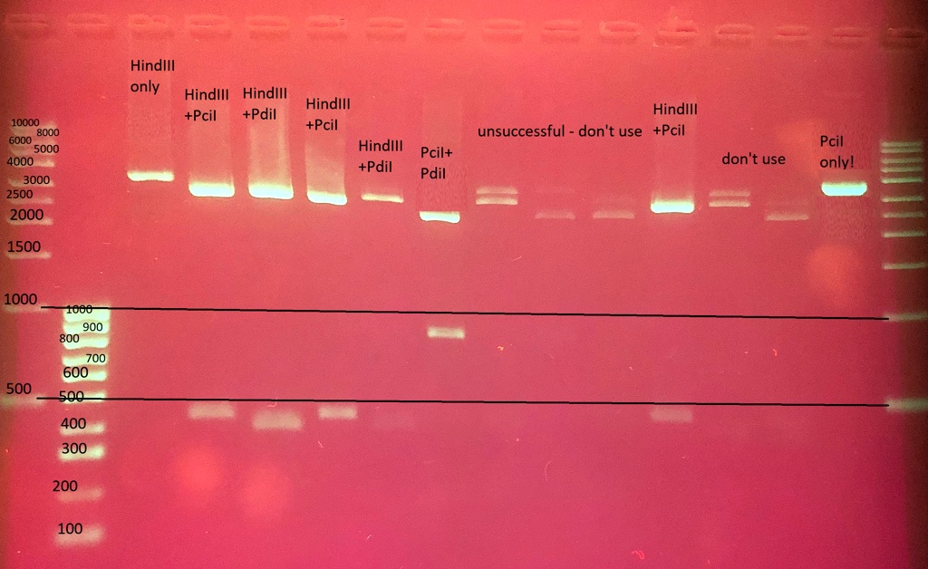 SOLVED: Texts: What is the plasmid DNA length? How many HindIII sites ...