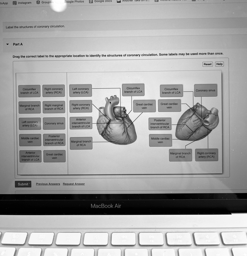Label the structures of coronary circulation. Part A Drag the correct ...
