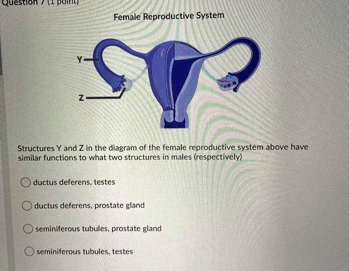 SOLVED: question / poiliu Female Reproductive System Structures Y and Z ...