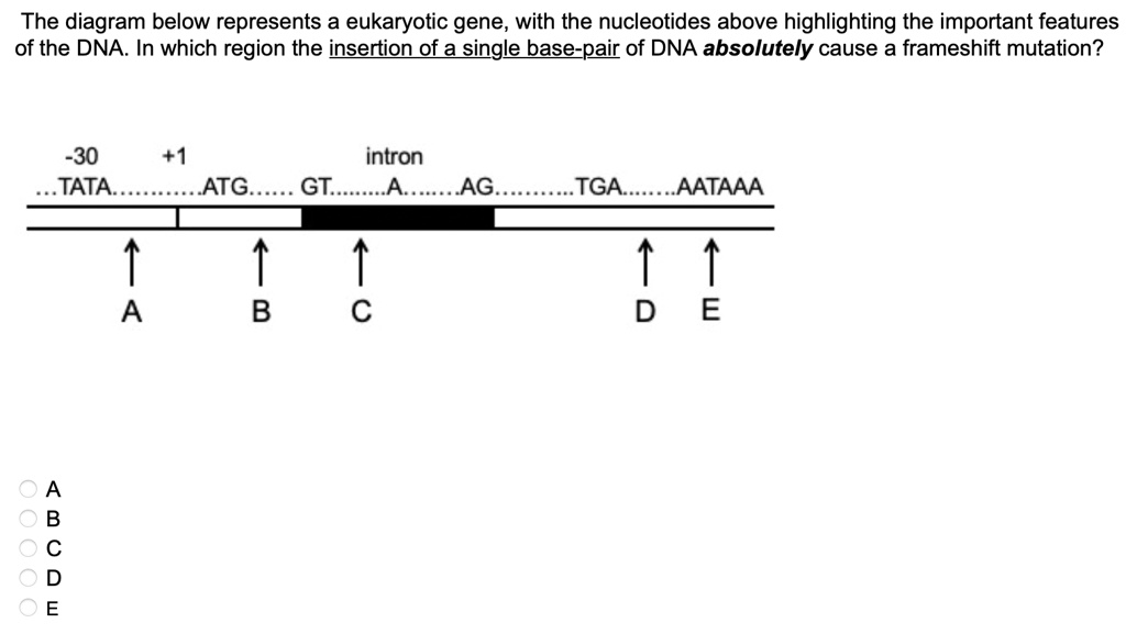 SOLVED The diagram below represents a eukaryotic gene, with the