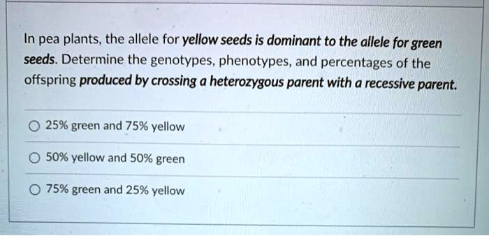 SOLVED: In pea plants, the allele for yellow seeds is dominant to the ...