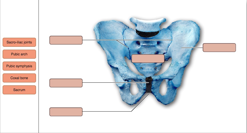 SOLVED: Joints and Features of the Bony Pelvis Sacro-iliac joints Pubic ...