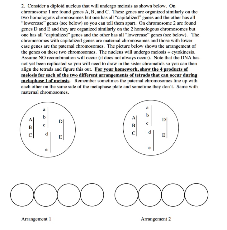 SOLVED: Consider diploid nucleus that will undergo meiosis as shown ...