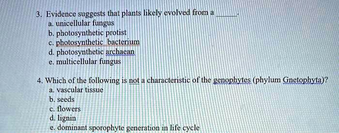3. Evidence suggests that plants likely evolved from a 
a. unicellular fungus
b. photosynthetic protist
c. photosynthetic bacterium
d. photosynthetic archaean
e. multicellular fungus
4. Which of the following is not a characteristic of the genophytes (phylum Gnetophyta)?
a. vascular tissue
b. seeds
c. flowers
d. lignin
e. dominant sporophyte generation in life cycle