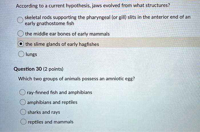 According to a current hypothesis, jaws evolved from what structures?
skeletal rods supporting the pharyngeal (or gill) slits in the anterior end of an early gnathostome fish
the middle ear bones of early mammals
the slime glands of early hagfishes
lungs

Question 30 (2 points)
Which two groups of animals possess an amniotic egg?
ray-finned fish and amphibians
amphibians and reptiles
sharks and rays
reptiles and mammals