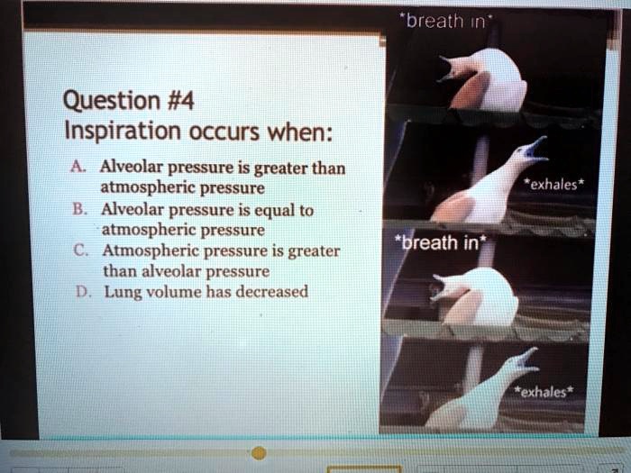 SOLVED breath in" Question 4 Inspiration occurs when Alveolar
