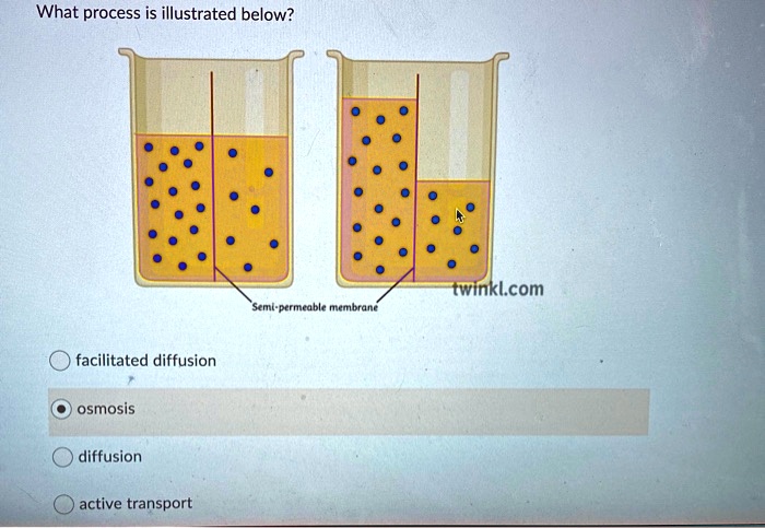 SOLVED: What Process Is Illustrated Below? Twinklcom Senil-perntcable ...