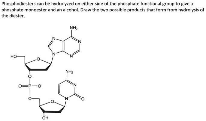 SOLVED:Phosphodiesters can be hydrolyzed on either side of the ...