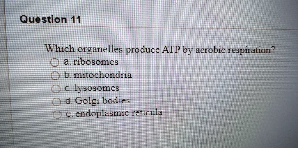 SOLVED Question11 Which organelles produce ATP by aerobic respiration