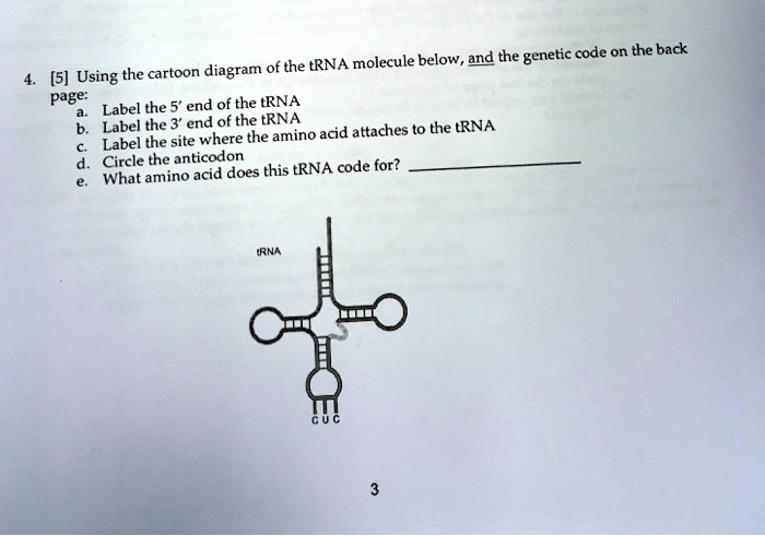 Solved And The Genetic E Code On The Back Of The Trna Molecule Below 5 Using The Cartoon Diagram Page Label The 5 End Of The Trna Label The 3 End