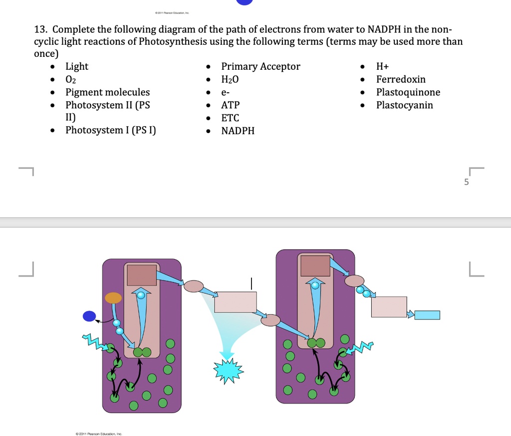 Photosynthesis diagram I need help with, please. Complete the following ...
