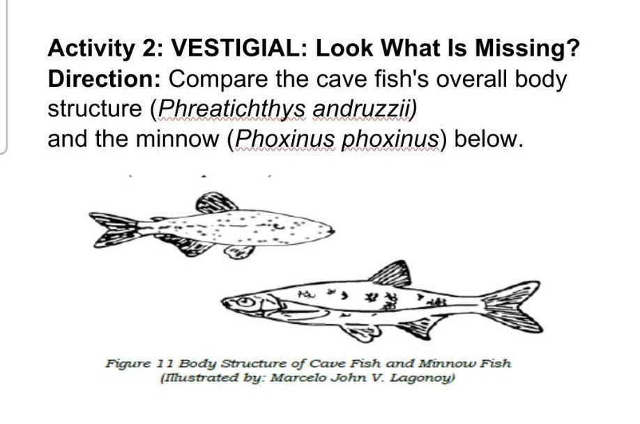 SOLVED Activity 2 VESTIGIAL Look What Is Missing? Direction Compare