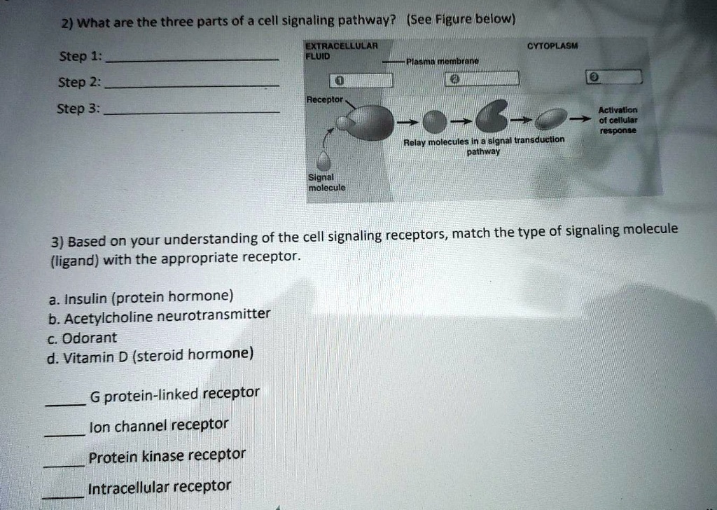 2) What are the three parts of a cell signaling pathway? (See Figure below)

Step 1: 
Step 2: 
Step 3: 

EXTRACELLULAR FLUID
CYTOPLASM
Plasma membrane
Receptor
Signal molecule
Relay molecules in a signal transduction pathway
Activation of cellular response

3) Based on your understanding of the cell signaling receptors, match the type of signaling molecule (ligand) with the appropriate receptor.

a. Insulin (protein hormone)
b. Acetylcholine neurotransmitter
c. Odorant
d. Vitamin D (steroid hormone)

 G protein-linked receptor
 Ion channel receptor
 Protein kinase receptor
 Intracellular receptor