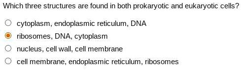 Which three structures are found in both prokaryotic and eukaryotic cells?
cytoplasm, endoplasmic reticulum, DNA
ribosomes, DNA, cytoplasm
nucleus, cell wall, cell membrane
cell membrane, endoplasmic reticulum, ribosomes
