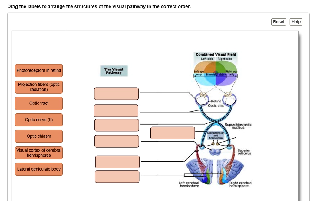 Drag the labels to arrange the structures of the visual pathway in the