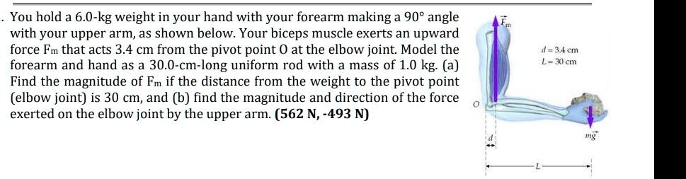 You hold a 6.0-kg weight in your hand with your forearm making a 90° angle with your upper arm, as shown below. Your biceps muscle exerts an upward force Fm that acts 3.4 cm from the pivot point O at the elbow joint. Model the forearm and hand as a 30.0-cm-long uniform rod with a mass of 1.0 kg. (a) Find the magnitude of Fm if the distance from the weight to the pivot point (elbow joint) is 30 cm, and (b) find the magnitude and direction of the force exerted on the elbow joint by the upper arm. (562 N, -493 N)
