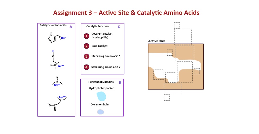 hydrophobic amino acids function