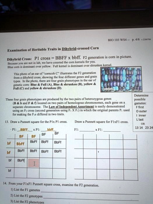 Examination of Heritable Traits in Dihybrid-crossed Corn

Dihybrid Cross: P1 cross = BBFF x bbff. F2 generation is corn in picture.
Because you are not in lab, we have counted the corn kernels for you.
Blue corn is dominant over yellow. Full kernel is dominant over shrunken kernel.

This photo of an ear of "corncob C" illustrates the F2 generation from a dihybrid cross, showing the four different genes and grain types. In the photo, there are four grain phenotypes in the ear of genetic corn: Blue     Full (A), Blue     shrunken (B), yellow     Full (C) and yellow     shrunken (D).

These four grain phenotypes are produced by the two pairs of heterozygous genes (B     b and F     f) located on two pairs of homologous chromosomes, each gene on a separate chromosome. The Law of Independent Assortment is easily demonstrated using an F2 cross (second generation using F1 X F1) in which the original parents P1 used for making the F1s differed in two traits.

Determine possible gametes:
F first
O outer
I inner
L last
OR
13 14 23 24

13. Draw a Punnett square for the P1x P1 cross. 
P1: BBFF x P1: bbff
BF BF BF BF
bf BbFf BbFf BbFf BbFf
bf BbFf BbFf BbFf BbFf
bf BbFf
bf

Draw a Punnett square for F1xF1 cross.
F1:  x F1: 

14. From your F1xF1 Punnett square cross, examine the F2 generation.
1) List the F1 gametes 
2) List the F2 genotypes 
3) List the F2 phenotypes 