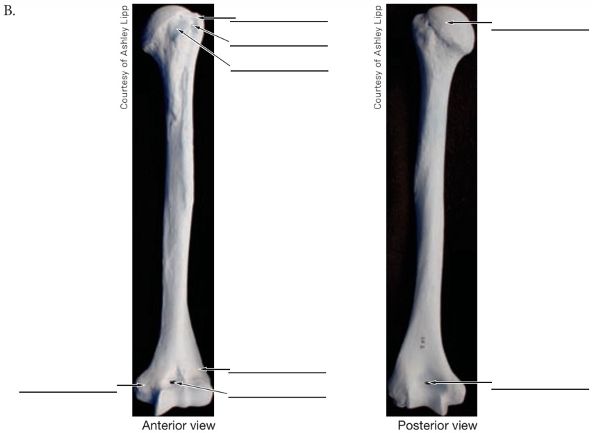 solved-refer-to-the-skeletal-material-provided-by-your-instructor-or