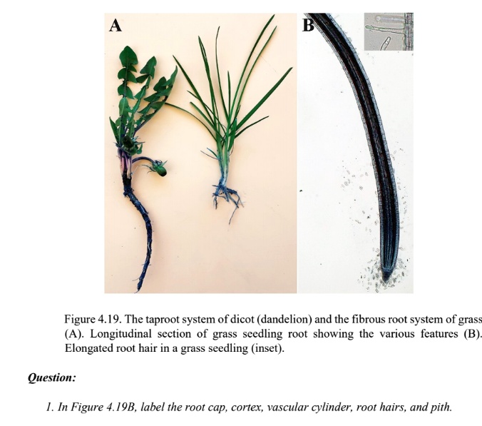 SOLVED: Figure . The taproot system of dicot (dandelion) and the  fibrous root system of gras (A) Longitudinal section of grass seedling root  showing the various features Elongated root hair in a