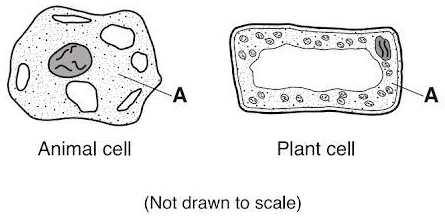 SOLVED: 'The diagrams below represent two cells. Letter A represents a part  of each cell. Which part of the cell is labeled A in both diagrams? A. cell  wall B. chromosome C.
