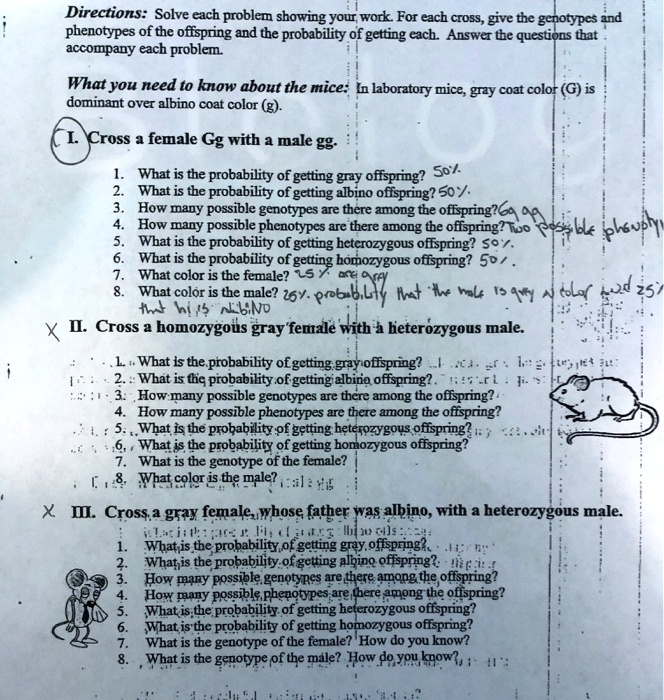 Directions: Solve each problem showing your work. For each cross, give the genotypes and phenotypes of the offspring and the probability of getting each. Answer the questions that accompany each problem.

What you need to know about the mice: In laboratory mice, gray coat color (G) is dominant over albino coat color (g).

I. Cross a female Gg with a male gg.

1. What is the probability of getting gray offspring?
2. What is the probability of getting albino offspring?
3. How many possible genotypes are there among the offspring?
4. How many possible phenotypes are there among the offspring?
5. What is the probability of getting heterozygous offspring?
6. What is the probability of getting homozygous offspring?
7. What color is the female?
8. What color is the male?

II. Cross a homozygous gray female with a heterozygous male.

1. What is the probability of getting gray offspring?
2. What is the probability of getting albino offspring?
3. How many possible genotypes are there among the offspring?
4. How many possible phenotypes are there among the offspring?
5. What is the probability of getting heterozygous offspring?
6. What is the probability of getting homozygous offspring?
7. What is the genotype of the female?
8. What color is the male?

III. Cross a gray female, whose father was albino, with a heterozygous male.

1. What is the probability of getting gray offspring?
2. What is the probability of getting albino offspring?
3. How many possible genotypes are there among the offspring?
4. How many possible phenotypes are there among the offspring?
5. What is the probability of getting heterozygous offspring?
6. What is the probability of getting homozygous offspring?
7. What is the genotype of the female? How do you know?
8. What is the genotype of the male? How do you know?